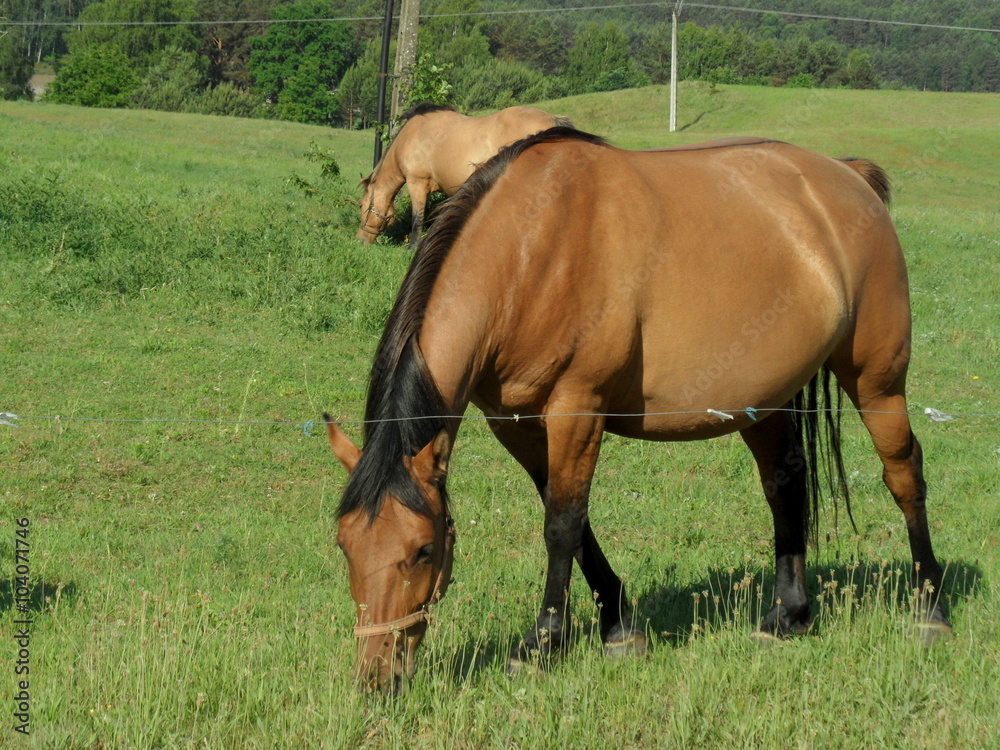 Fototapeta premium Konie