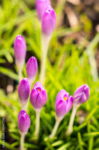 Frühlingserwachen der Krokusse