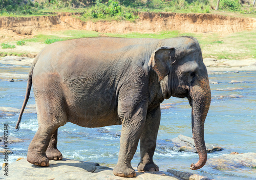 Asian young Elephant Sri Lanka, Ceylon