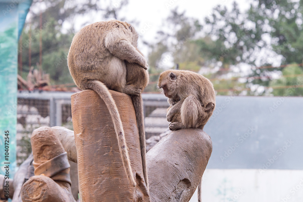 Fototapeta premium Crab-eating macaque( Macaca fascicularis)