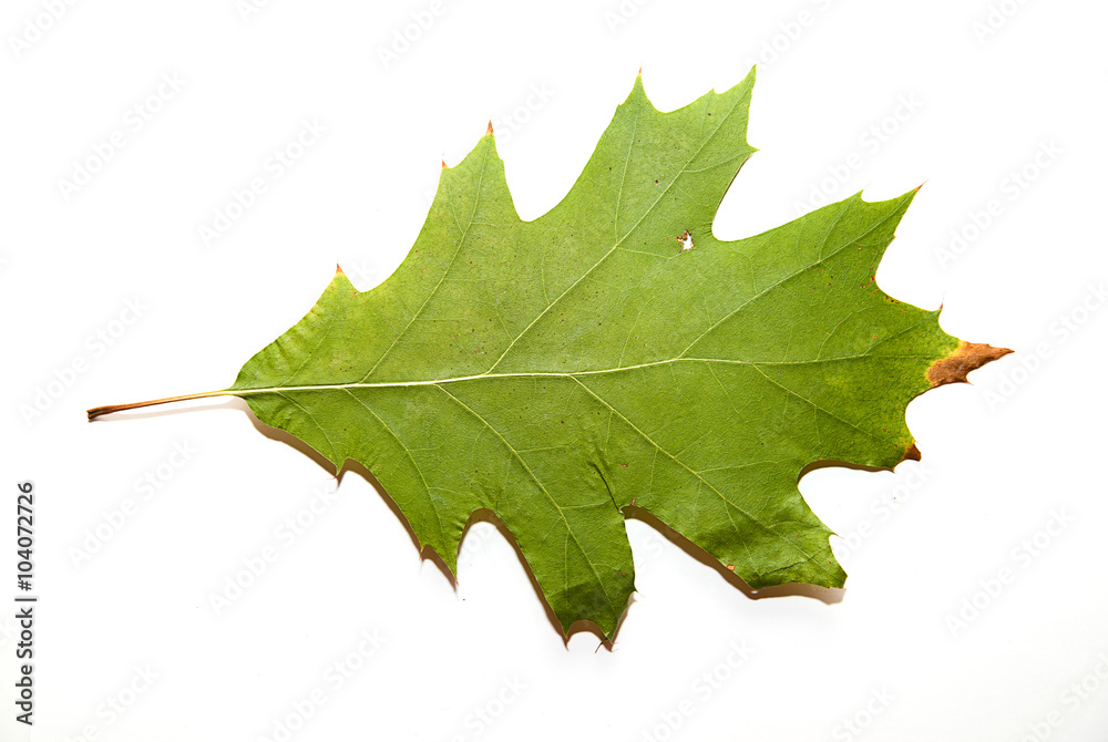 Fototapeta premium Dry autumn oak leaf on over white