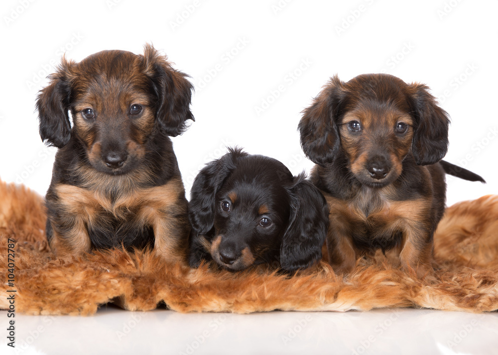 three dachshund puppies on white