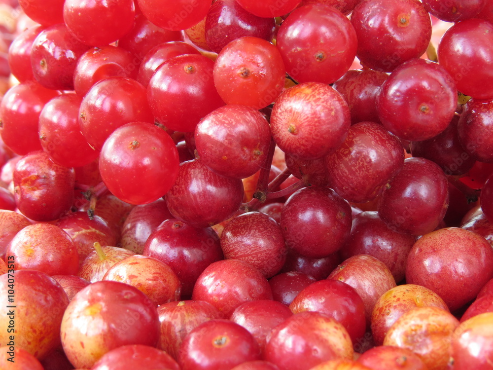 Ripe and juicy berries of red viburnum