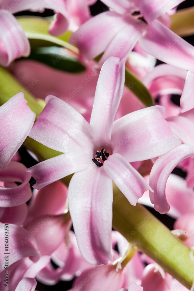 Hyacinth flower - macro.