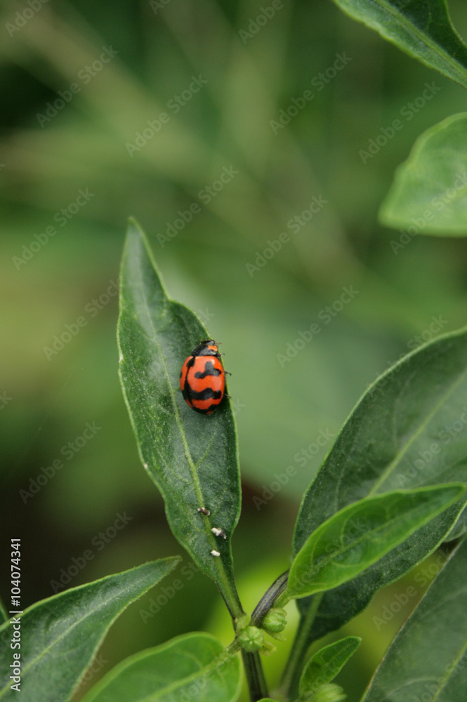 Obraz premium Red lady bug on the green leaf