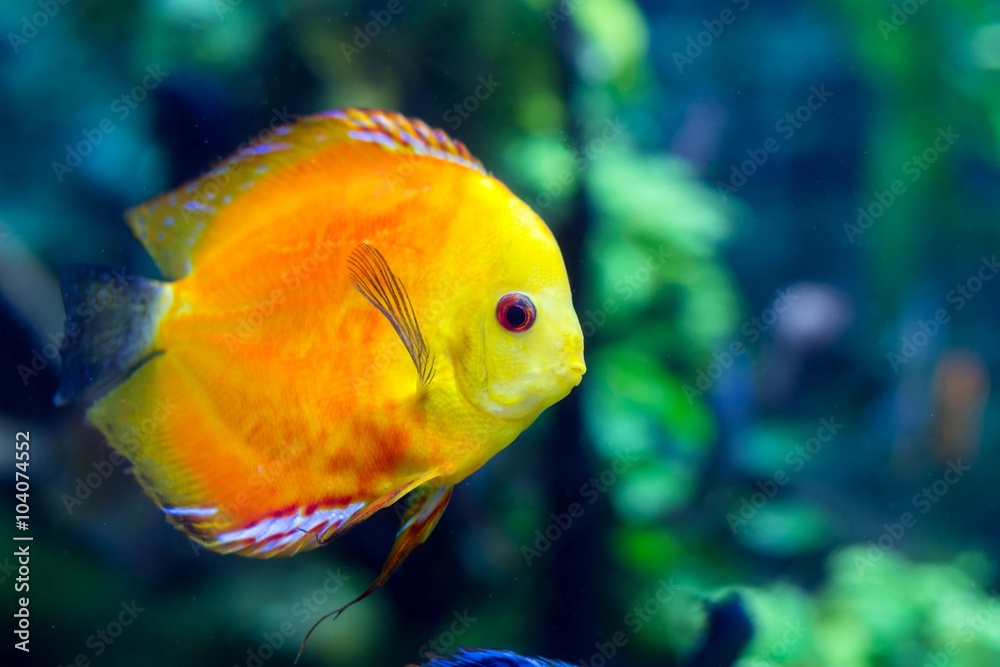 colorful sea fish in the aquarium colorful sea fish in the aquarium