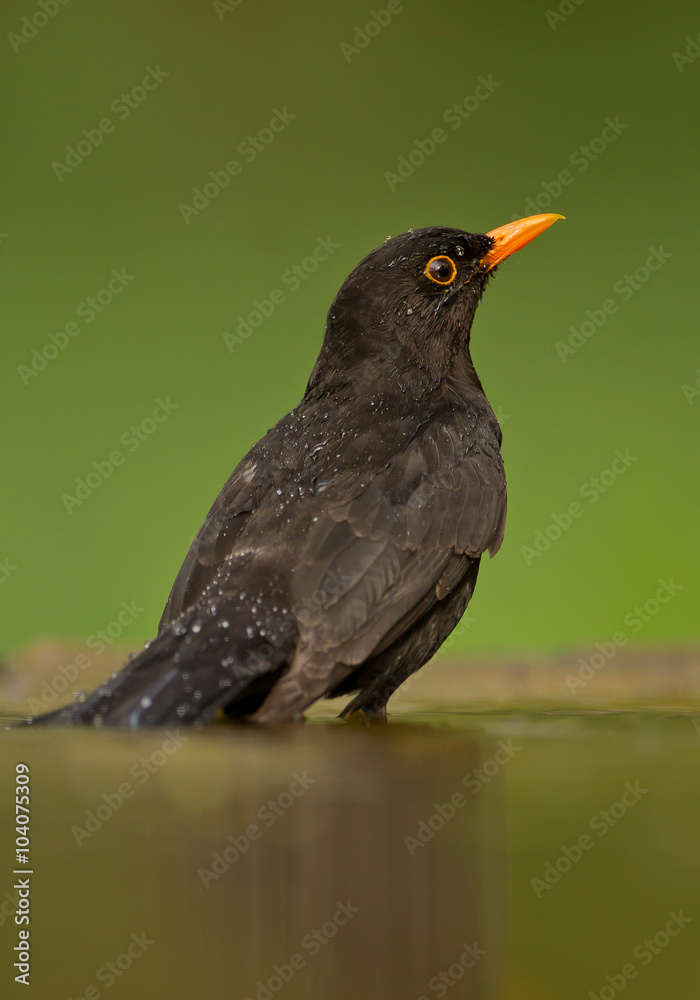 Common blackbird standing in the water, closeup, clean green background, Hungary, Europe Common blackbird standing in the water, closeup, clean green background, Hungary, Europe
