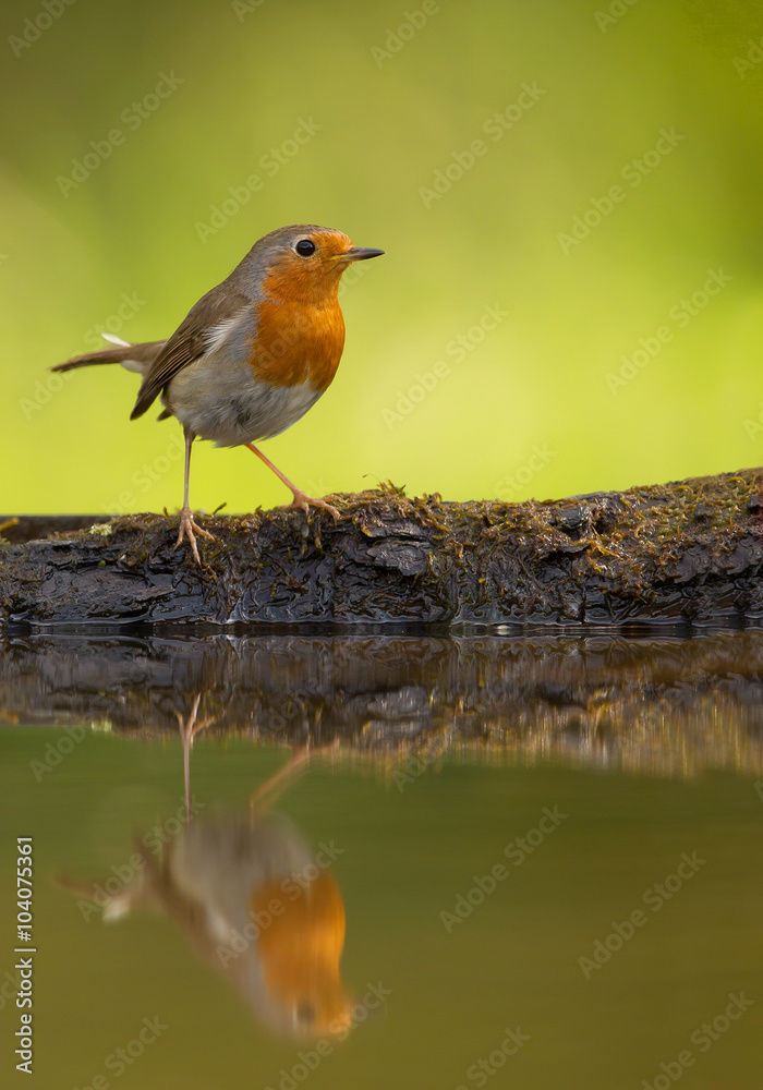 Common robin standing on the rim of drinking pond, with reflection in the water and clean green background, Hungary, Europe Common robin standing on the rim of drinking pond, with reflection in the water and clean green background, Hungary, Europe