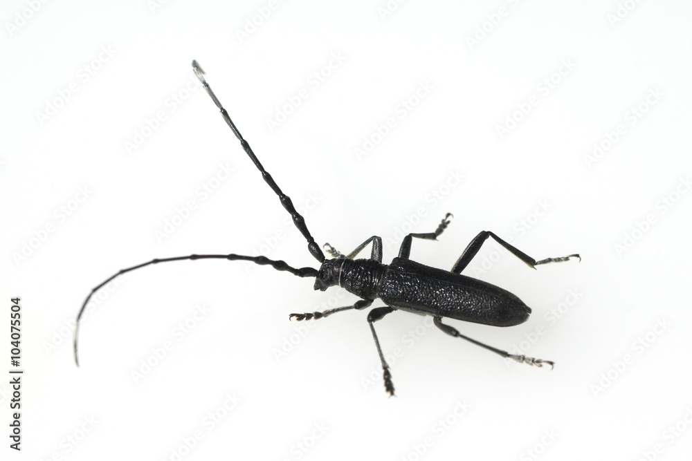 Grosser Eichenbock, Cerambyx cerdo Grosser Eichenbock, Cerambyx cerdo