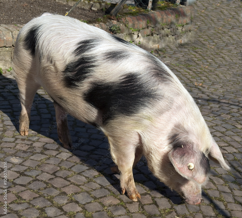 Buntes Bentheimer Schwein, Sus scrofa domesticus Buntes Bentheimer Schwein, Sus scrofa domesticus