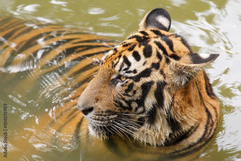 Indochinese tiger (Corbett's tiger)(Panthera tigris corbetti) in the water Indochinese tiger (Corbett's tiger)(Panthera tigris corbetti) in the water