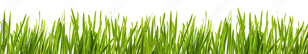 Green grass isolated Green grass isolated