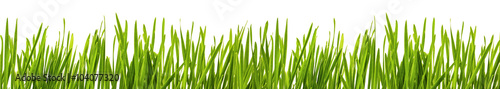 Green grass isolated 