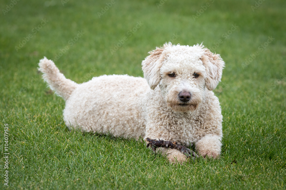 Dog Running and Playing