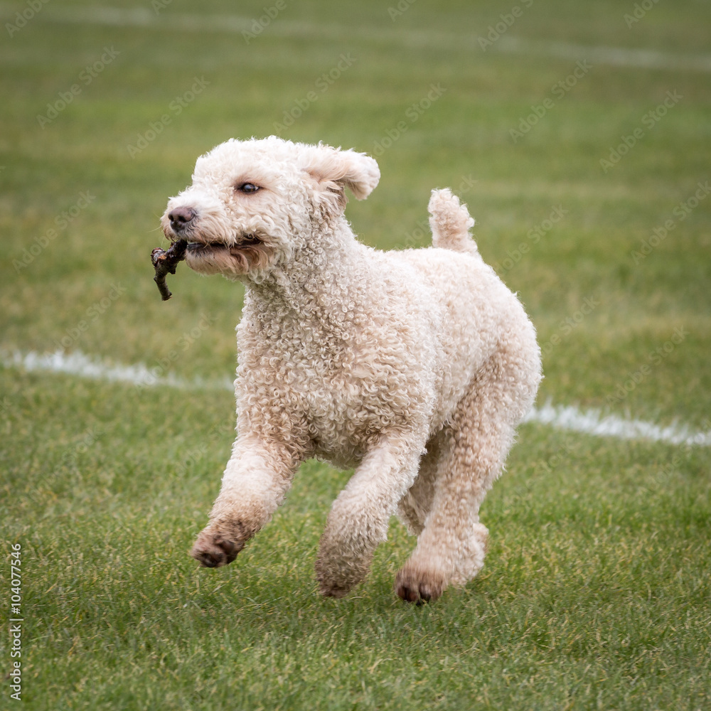 Dog Running and Playing