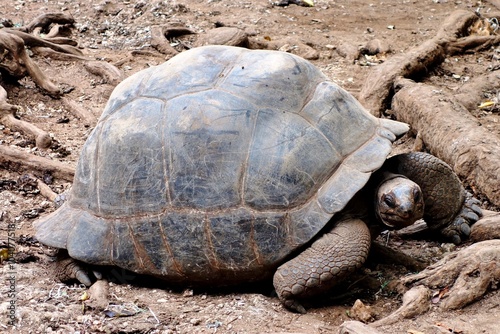 A brown turtle in Zanzibar, Tanzania
