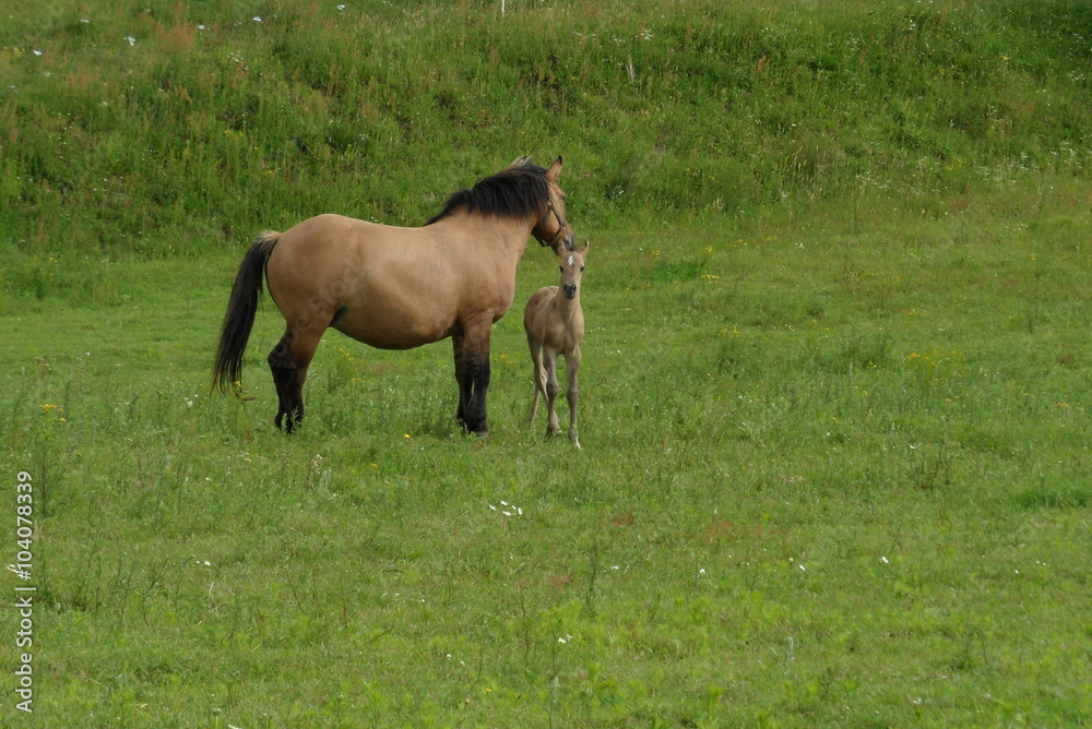 Fototapeta premium Konie