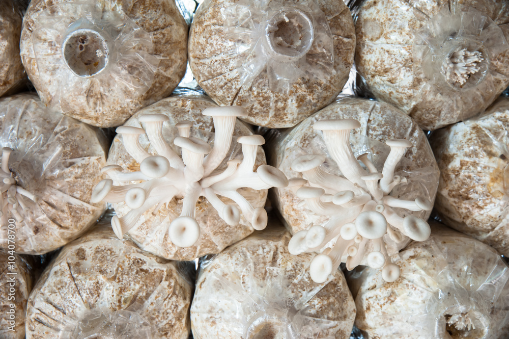 mushrooms in the farm mushrooms in the farm