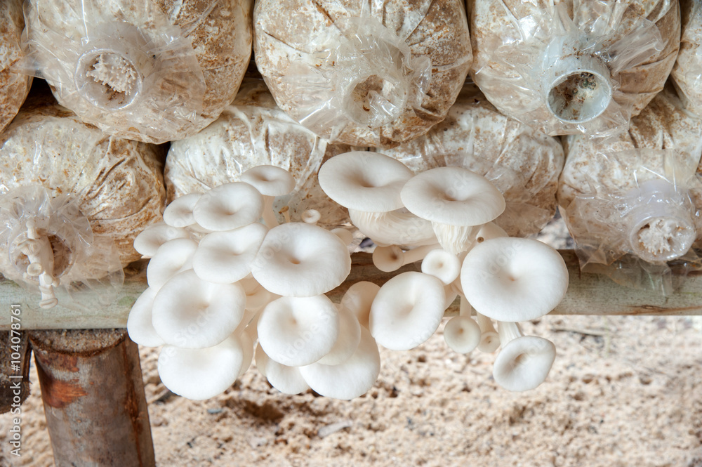 mushrooms in the farm mushrooms in the farm
