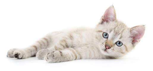 Kitten on a white background