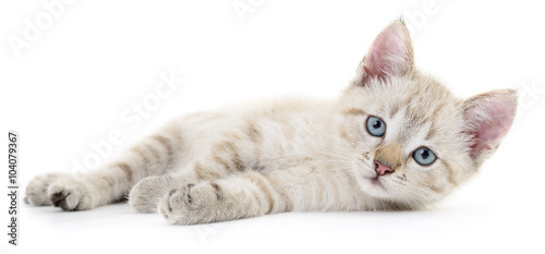 Kitten on a white background photo