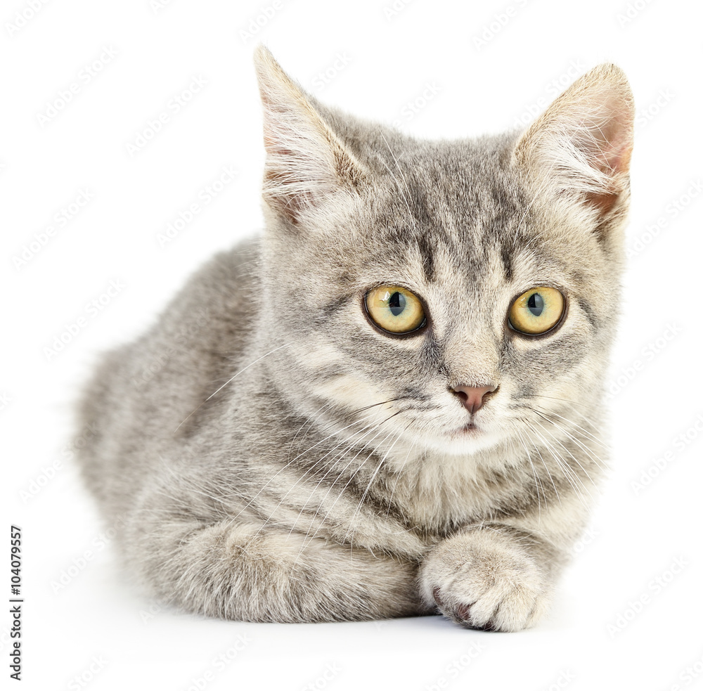 Kitten on a white background