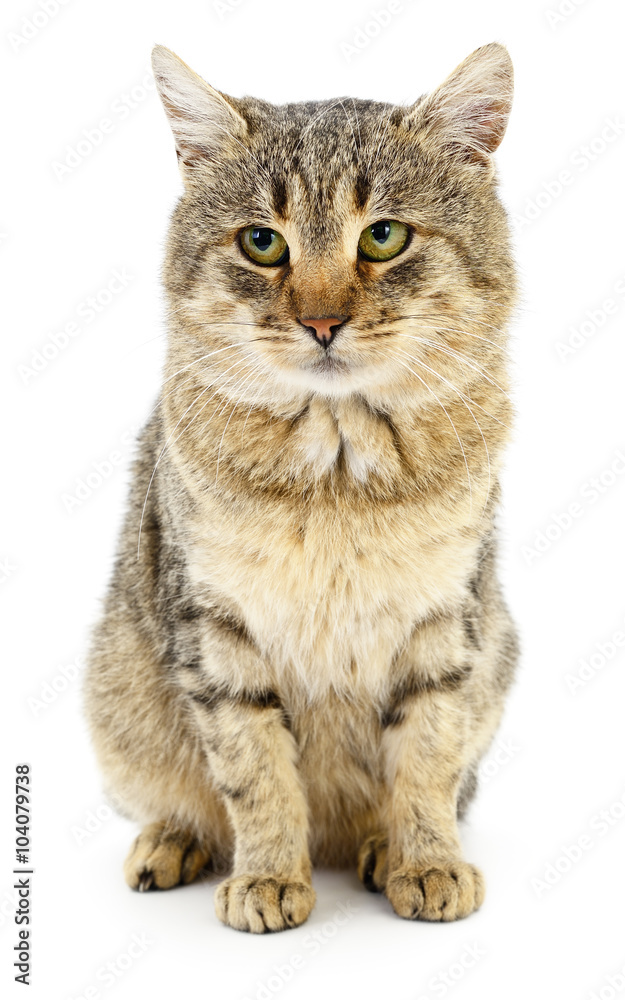 Kitten on a white background