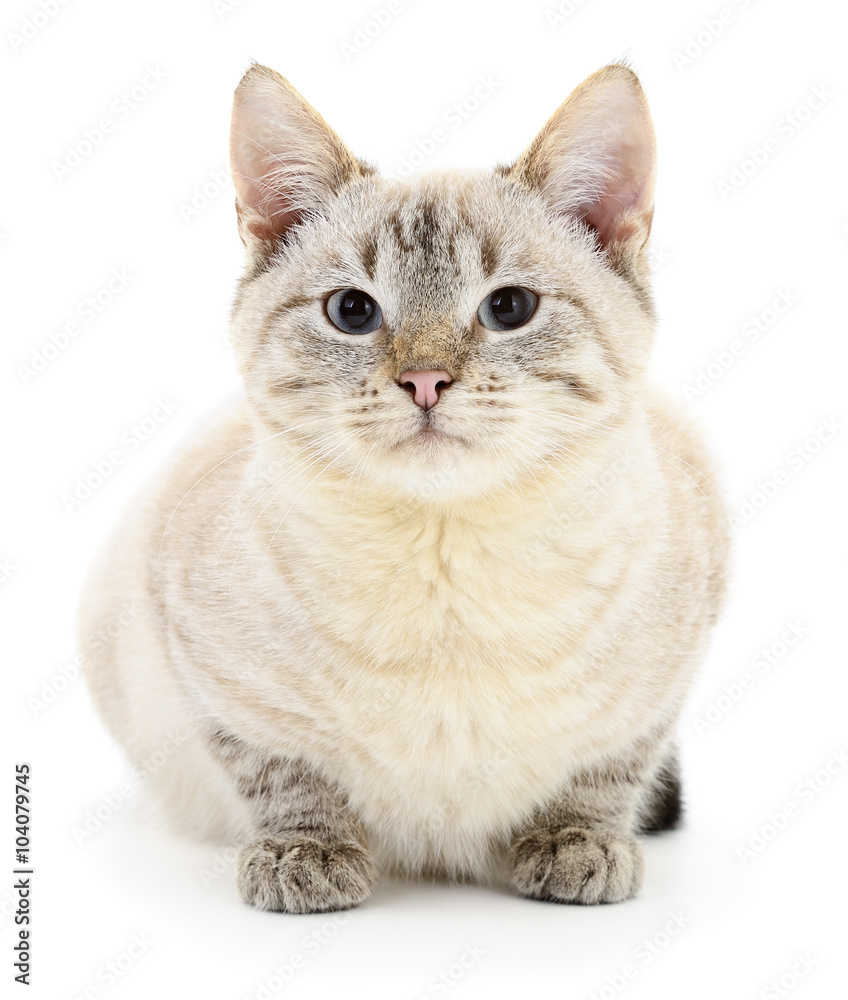 Kitten on a white background