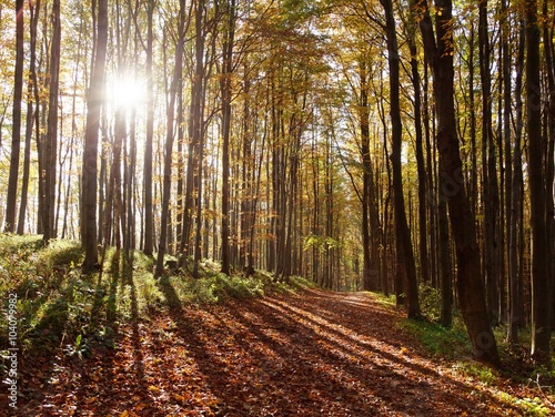 view from autumnal hardwood forest - european beechs