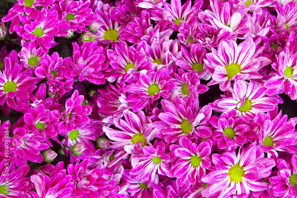 Soft focus Pink chrysanthemums daisy flower Soft focus Pink chrysanthemums daisy flower