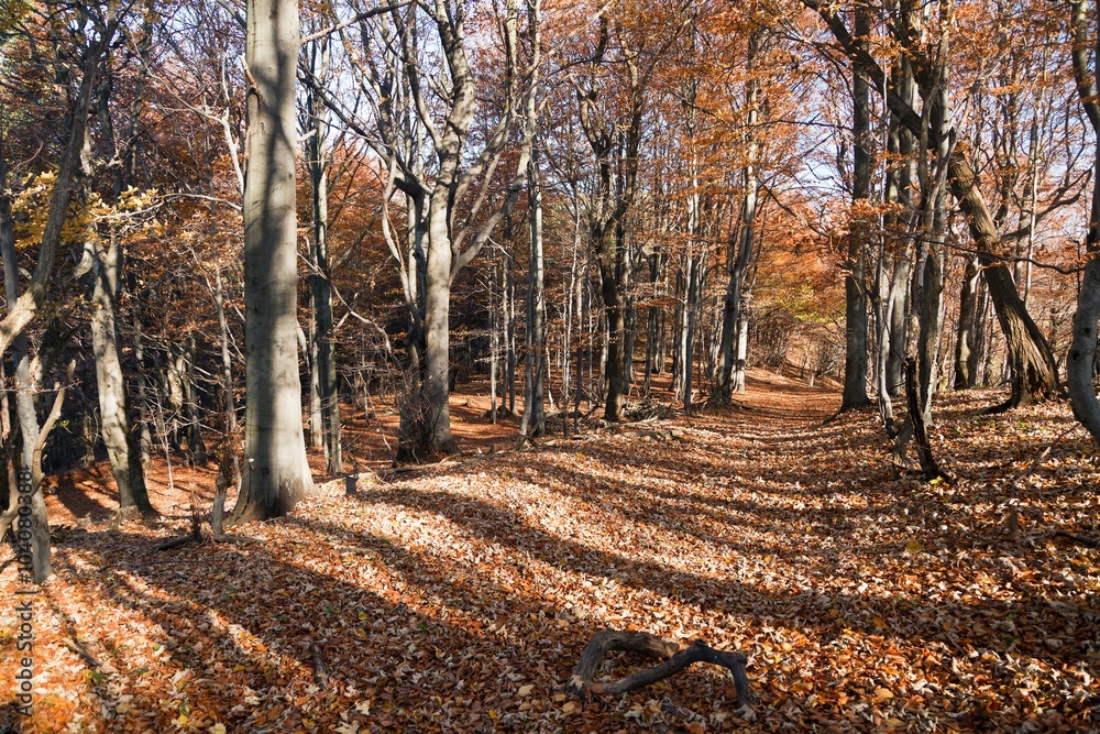 view from autumnal hardwood forest - european beechs view from autumnal hardwood forest - european beechs
