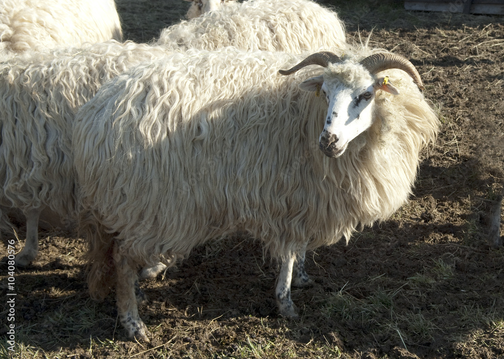 Walachenschafe, Ovis ammon f. aries, Zackelschaf Walachenschafe, Ovis ammon f. aries, Zackelschaf