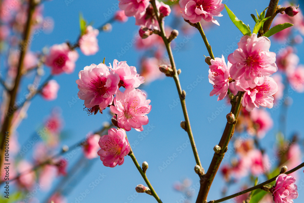 Beautiful peach blossom Beautiful peach blossom