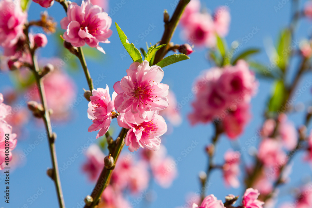 Obraz premium Beautiful peach blossom