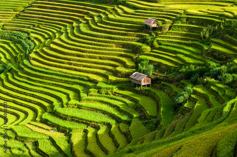 The terraced rice paddy in Mu Cang Chai district of Yen Bai province, north Vietnam. The terraced rice paddy in Mu Cang Chai district of Yen Bai province, north Vietnam.