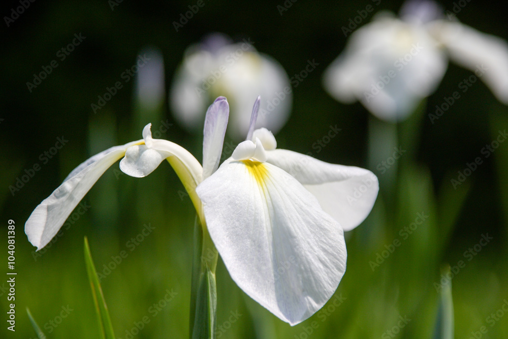 菖蒲園 菖蒲園