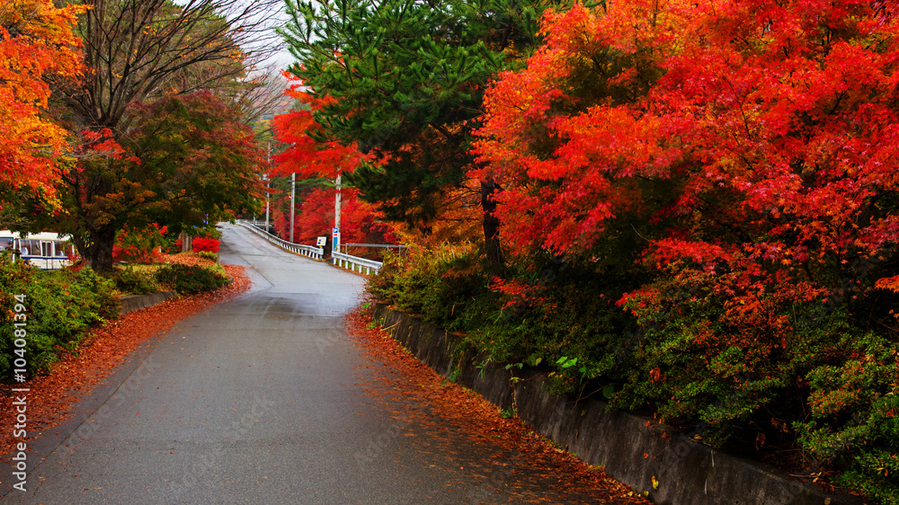 Autumn color leaves with curve street