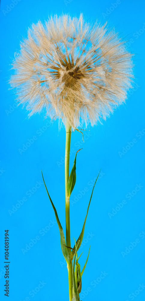 Fototapeta premium image of dandelion on a blue background