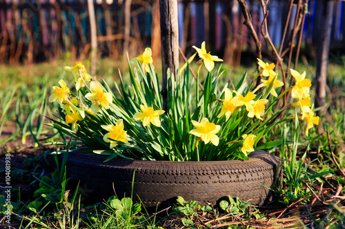 Fototapeta Naklejka Na Ścianę i Meble -  Yellow Flowers daffodils growing in a car tire