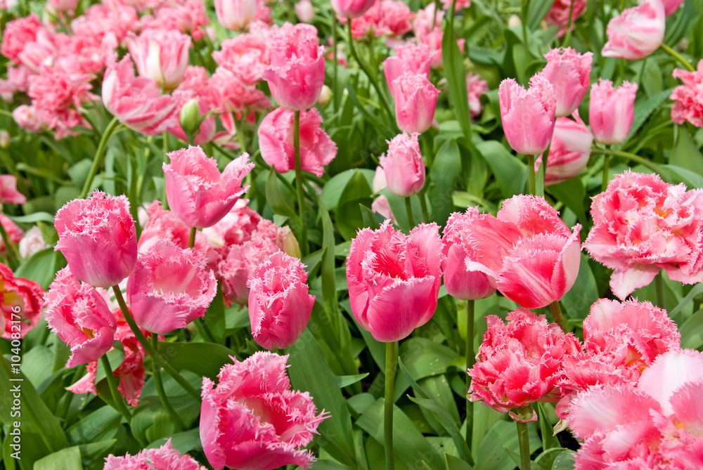 image of many beautiful tulips in the garden closeup image of many beautiful tulips in the garden closeup