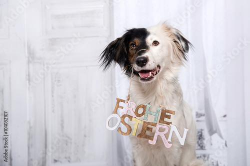Fototapeta Naklejka Na Ścianę i Meble -  Lustiger, süßer Hund mit schwarz-weissen Gesicht mit einem 