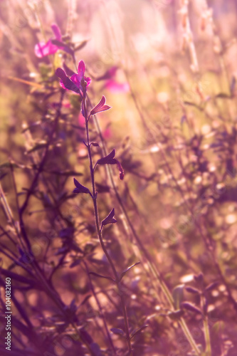 Big pink Texas sage buds and blossoms blooming with dreamy filter and backlit by sunlight © Lindsay_Helms