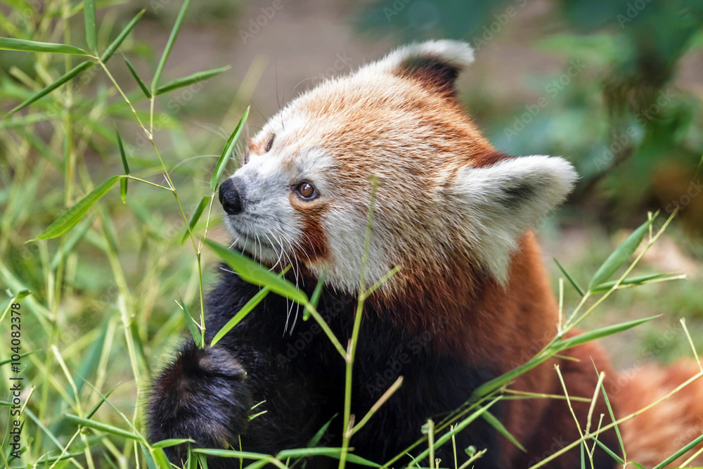 Fototapeta premium Adorable red panda feeding on bamboo leaf
