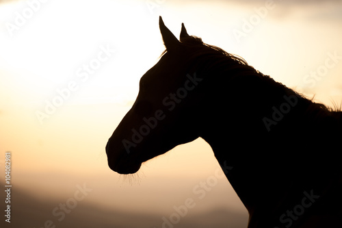 Pferd im Sonnenuntergang in der Toskana  Val d Orcia