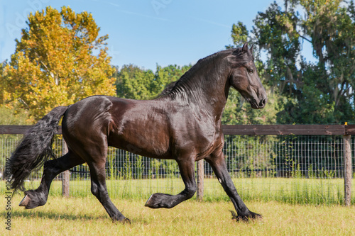 Brown black frisian / friesian horse trotting running moving slowly doing dressage in a field meadow paddock pasture looking graceful elegant beautiful handsome dashing dapper