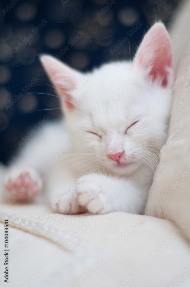 Really small and cute white kitten sleeping quietly on two white pillows. Really small and cute white kitten sleeping quietly on two white pillows.