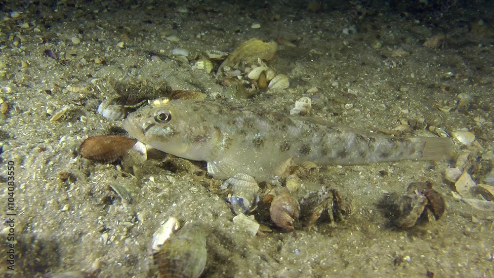 Monkey goby, near which a large number of crawling hermit crabs, medium shot.
Monkey goby, near which a large number of crawling hermit crabs, medium shot.