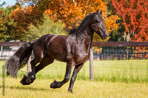 Brown black frisian / friesian horse galloping cantering running slowly swiftly in a field meadow paddock pasture in autumn fall looking graceful elegant dapper dashing with long mane and tail