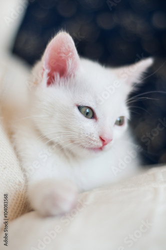 White young small kitten with grey blue changing eyes sitting on white pillow. © serenacar