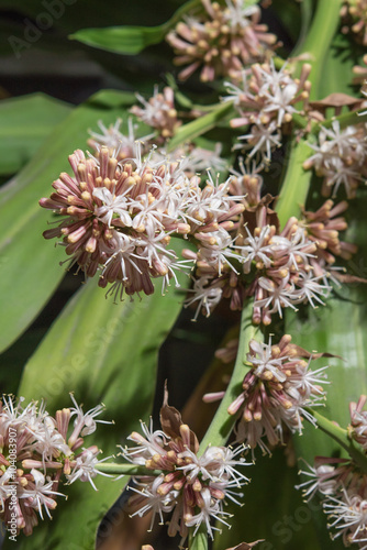 Flowers of Dracaena fragrans are blossom